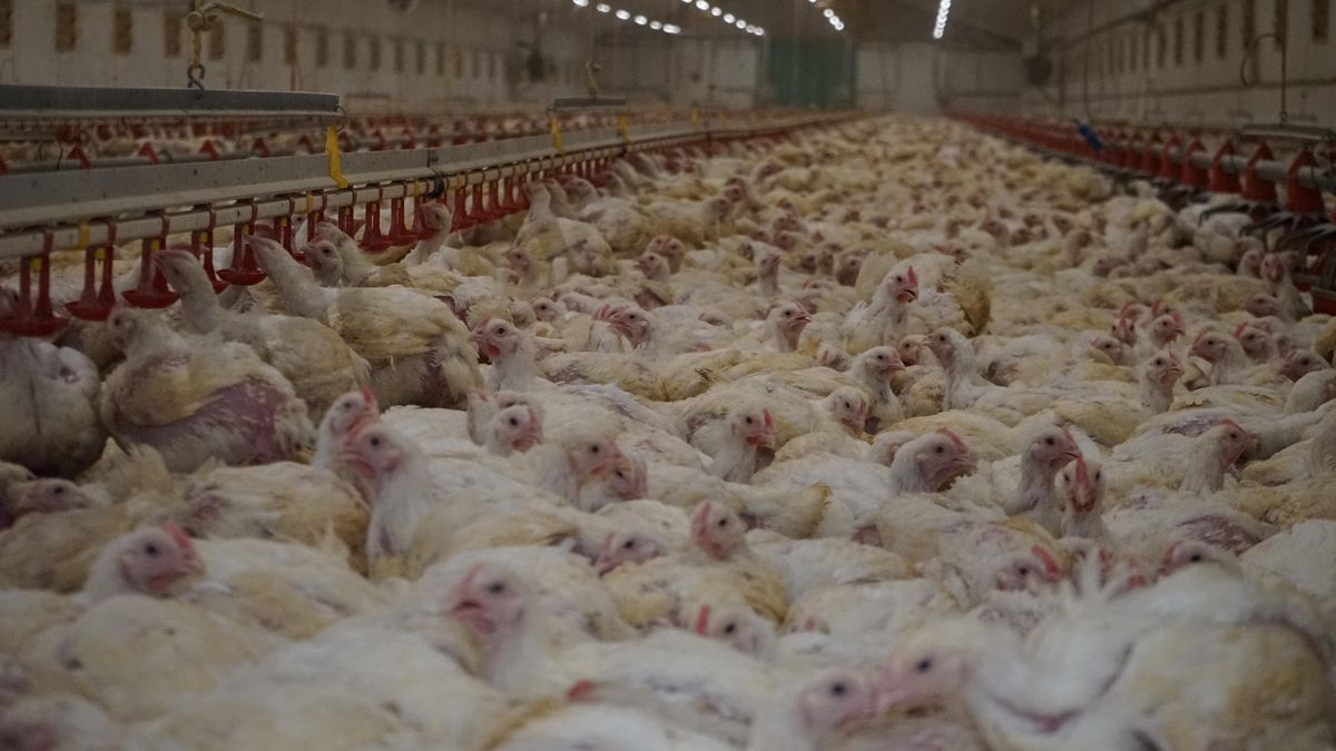 Pravidla chovu kuřat se zpřísní v celé Evropě, počkáme, říká ministerstvo